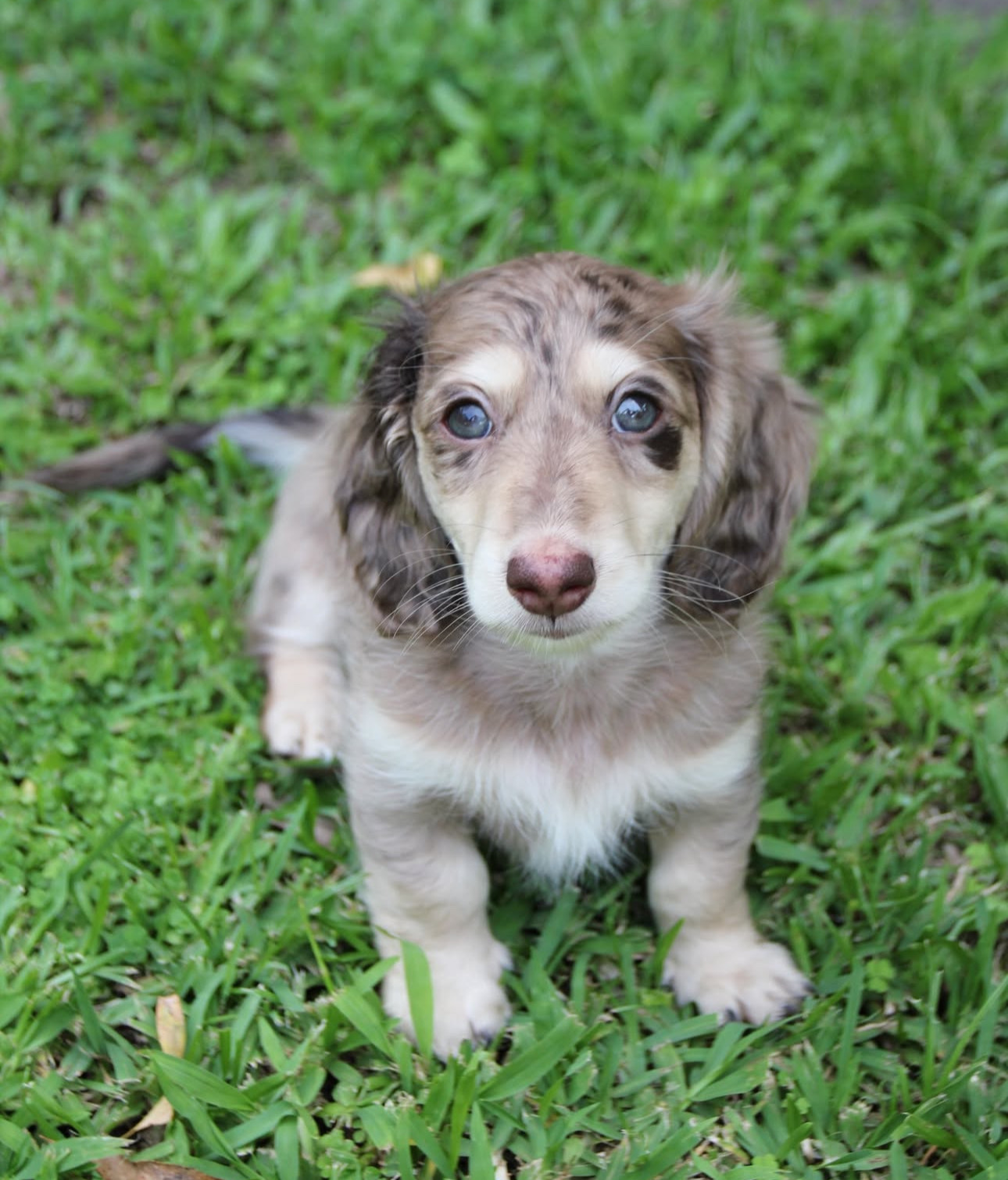 Adorable Dachshund Puppy